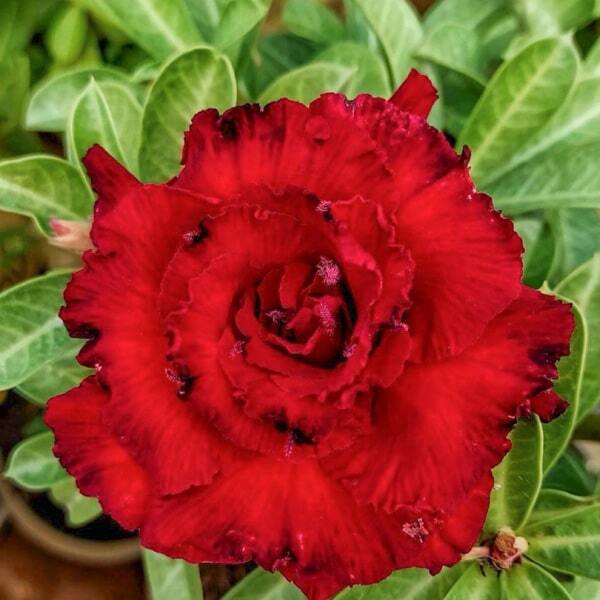 Adenium obesum 8611