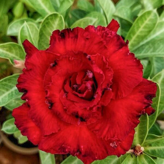 Adenium obesum 8611