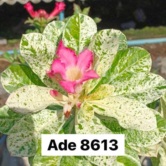 Adenium variegated 8613 VAR