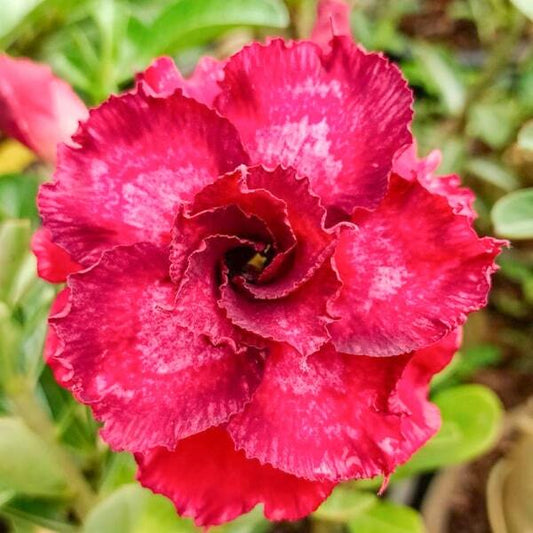 Adenium obesum 8615