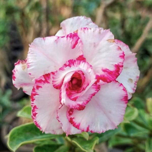 Adenium obesum 8627