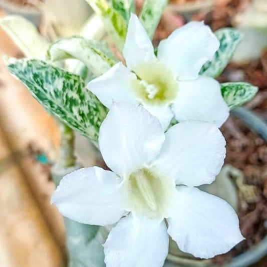 Adenium variegated 8634 VAR
