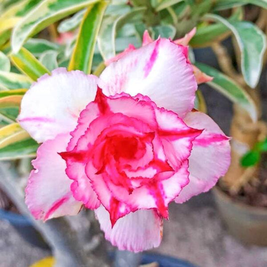 Adenium variegated 8636 VAR