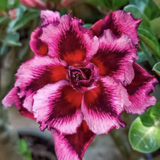 Adenium obesum 8640