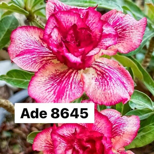 Adenium obesum 8645