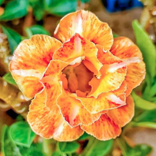 Adenium obesum 8649
