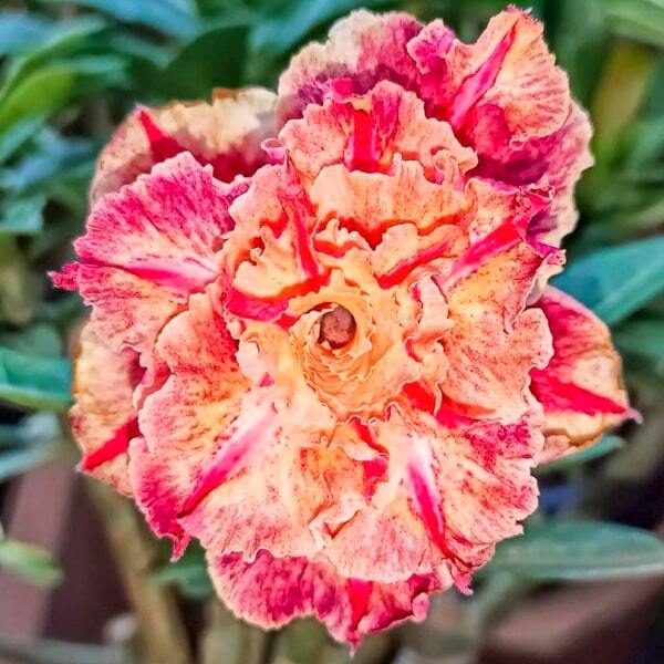 Adenium obesum 8654