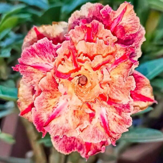 Adenium obesum 8654
