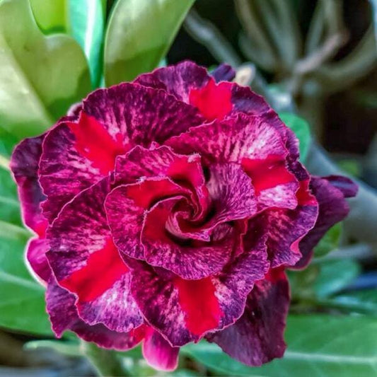 Adenium obesum 8668
