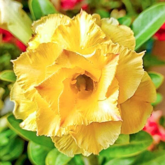 Adenium obesum 8699