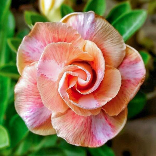 Adenium obesum 8700