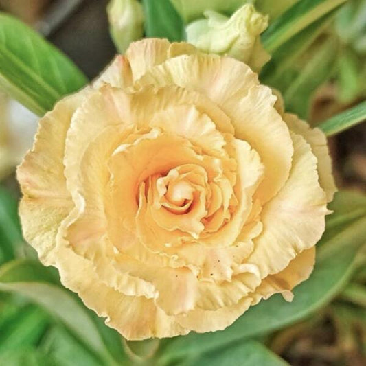 Adenium obesum 8721