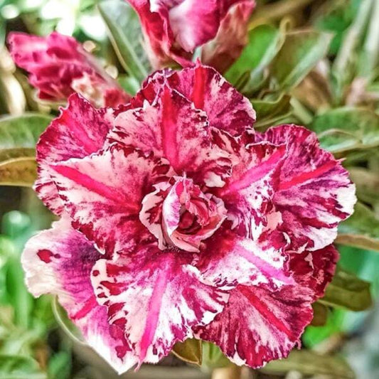 Adenium obesum 8727