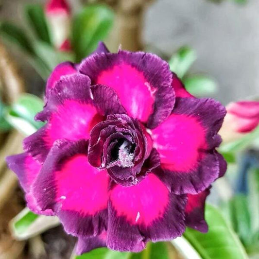 Adenium obesum 8745