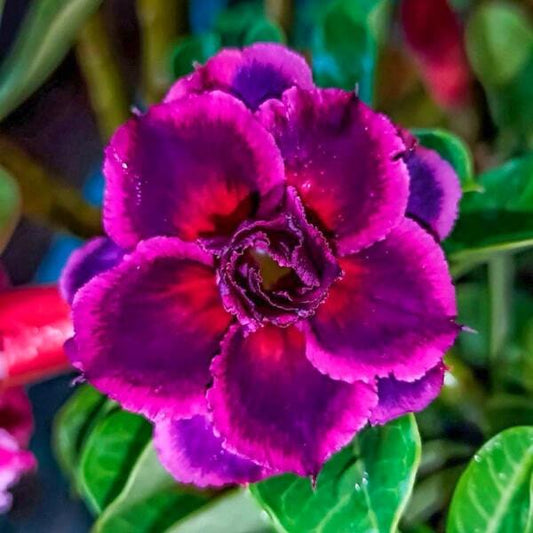 Adenium obesum 8746