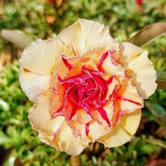 Adenium obesum 8784