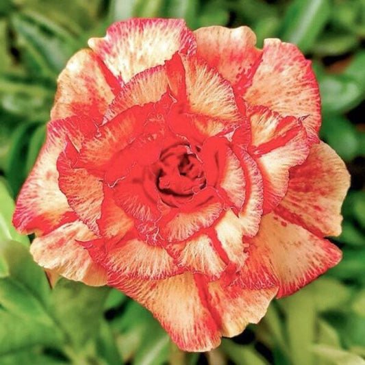 Adenium obesum 8799