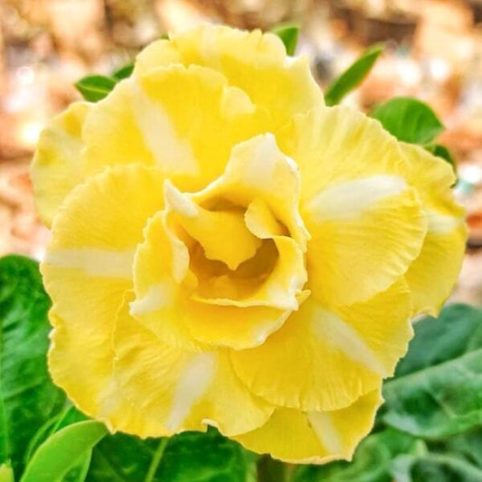 Adenium obesum 8838
