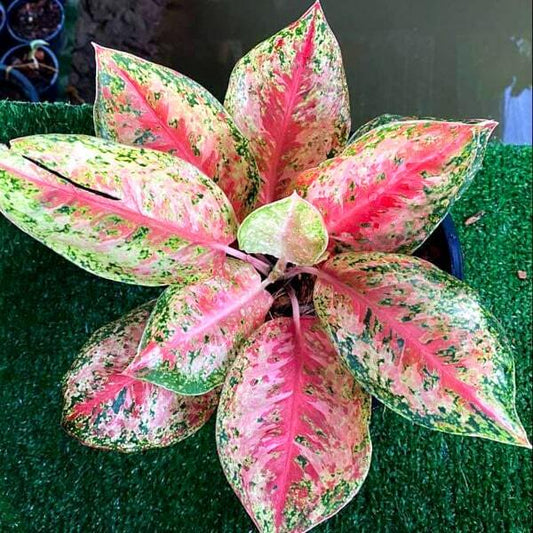 Aglaonema 9 KARAT