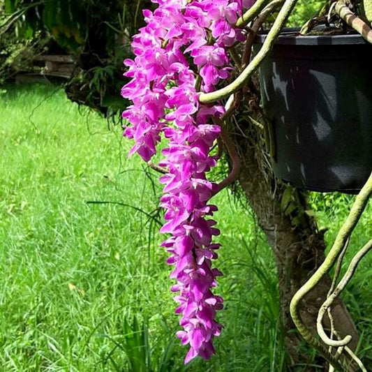 Aerides orchid AER HYBRIDUM