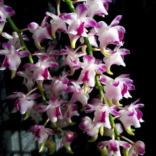 Aerides orchid AER QUINQUEVULNERA CANAYALA X COOTESII
