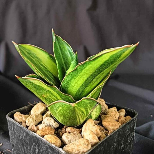 Sansevieria ANDAMAN VAR