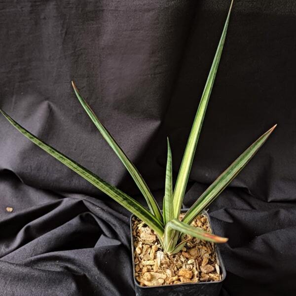 Sansevieria ANGEL WING WHITE VAR