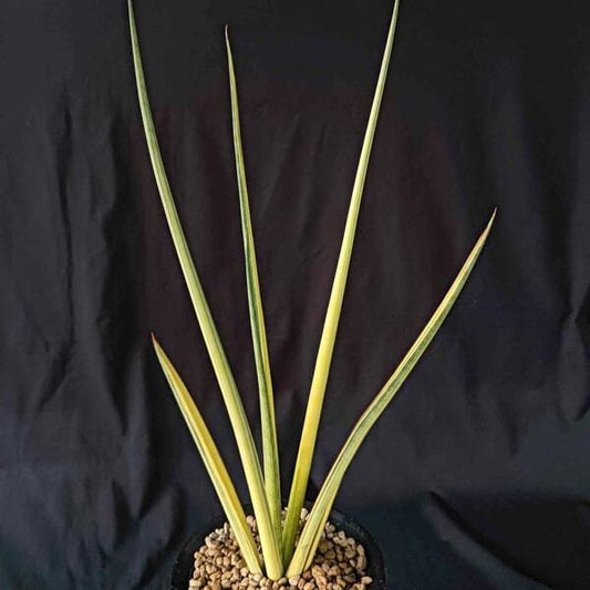Sansevieria ANGEL WING YELLOW VAR