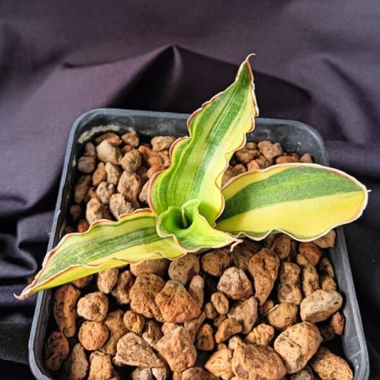 Sansevieria ANGOLA VAR