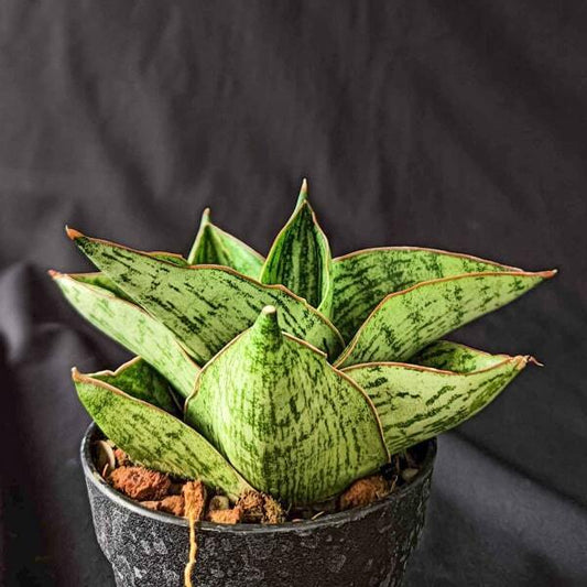 Sansevieria ANJALINA