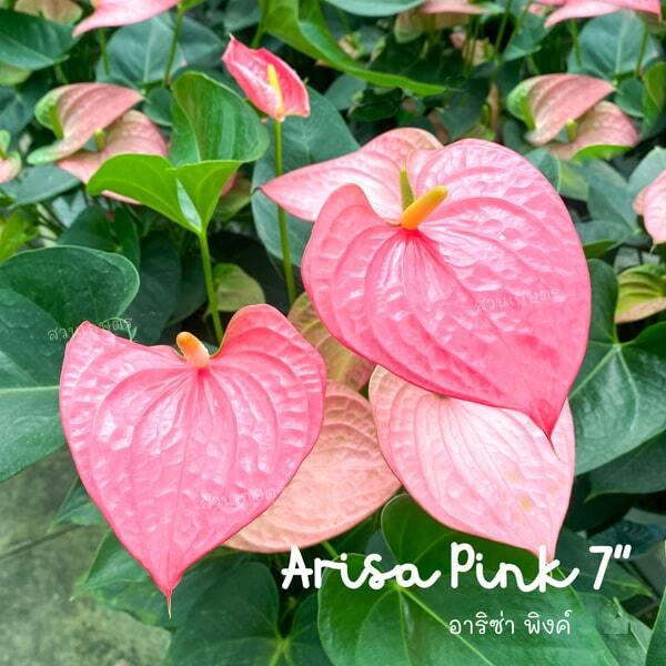 Anthurium andraeanum ARISA PINK