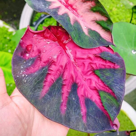 Colocasia ACID WARLOCK