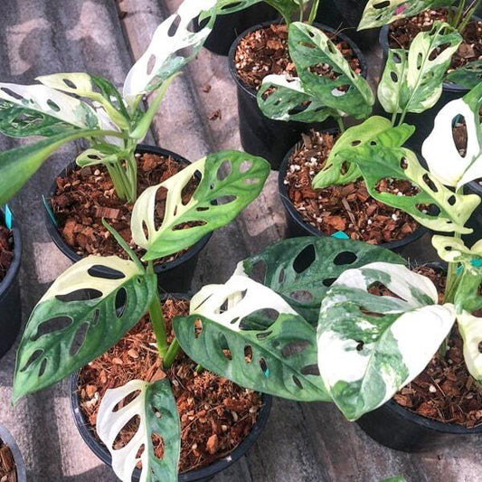 Monstera ADANSONI ALBO VAR
