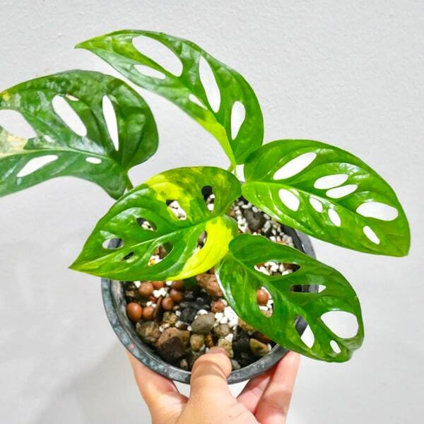 Monstera ADANSONII AUREA
