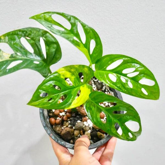 Monstera ADANSONII AUREA