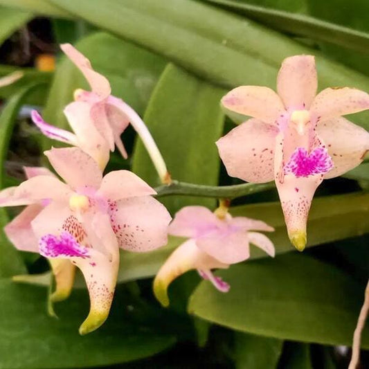 Aerides orchid AER COOTESII X VANDA FLABELLATA
