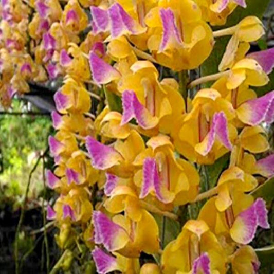 Aerides orchid AER HOULLITEANA ATTORNEY