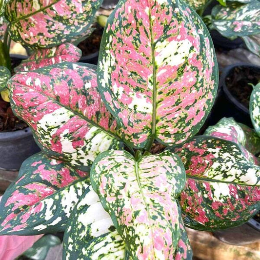 Aglaonema ANYAMANEE TRICOLOR