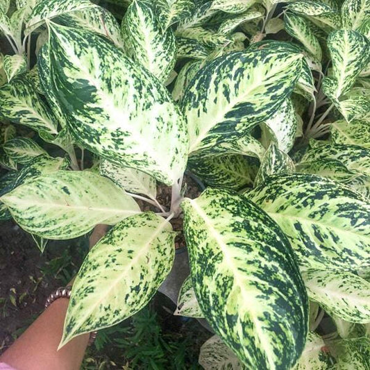 Aglaonema WHITE ICE CREAM