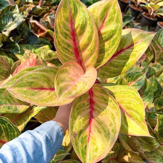 Aglaonema MEKASARI