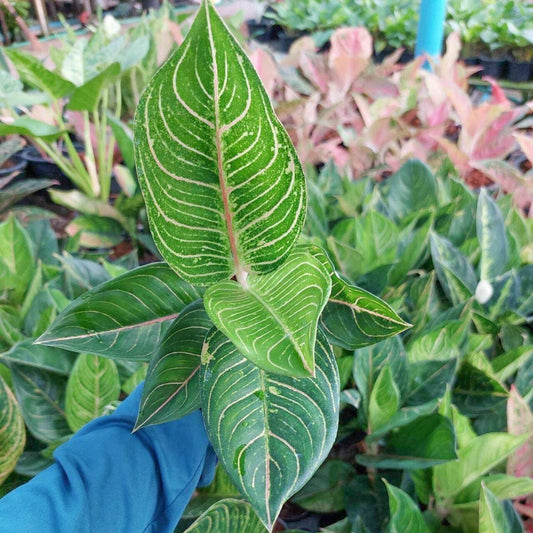 Aglaonema BANLANG THONG