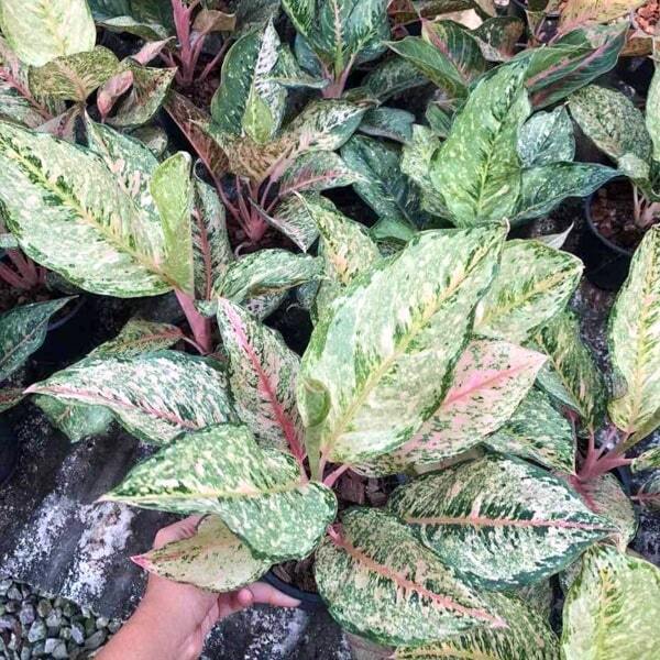 Aglaonema CATHERINE