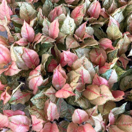 Aglaonema FORTUNE