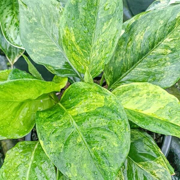 Aglaonema KHAN MAK CHAO WANG_