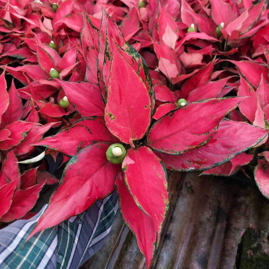 Aglaonema MANEE RUNG RUEANG