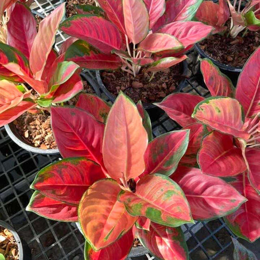 Aglaonema MINK MONGKOL