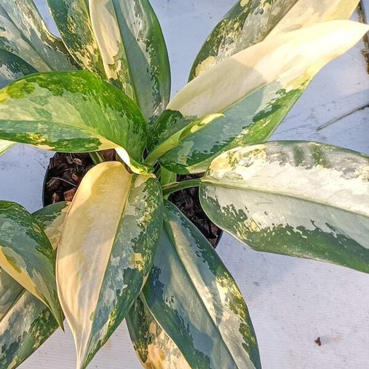 Aglaonema SUWANNAPHUM