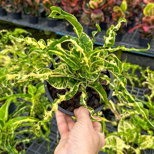 Croton AIYARA