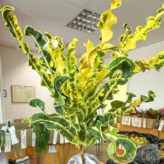 Croton AIYARET