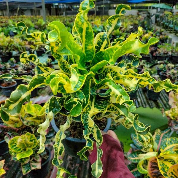 Croton AIYARET